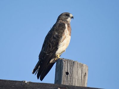 swainson's hawk BRD5979.JPG