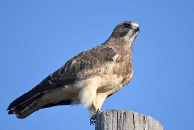 swainson's hawk BRD5985.JPG