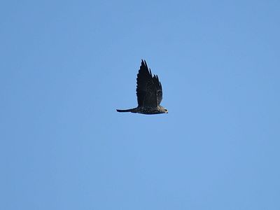 mississippi kite BRD6016.JPG