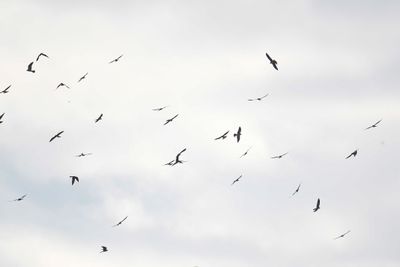 mississippi kite BRD6032.JPG