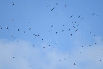 mississippi kite BRD6136.JPG