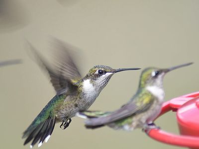 ruby-throated hummingbird BRD6156.JPG