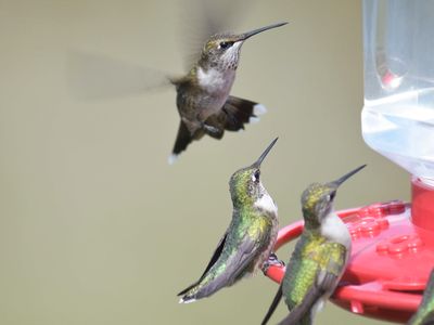 ruby-throated hummingbird BRD6159.JPG