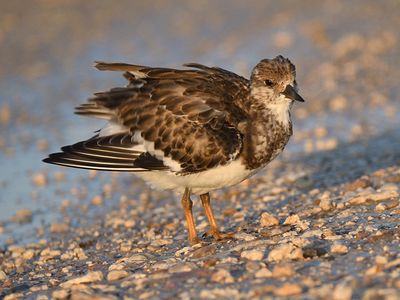 ruddy turnstone BRD6201.JPG
