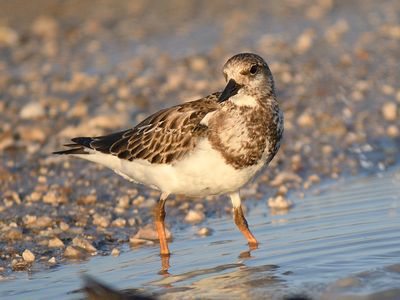 ruddy turnstone BRD6220.JPG