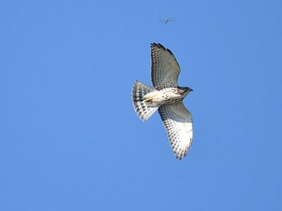 broad-winged hawk BRD6310.JPG