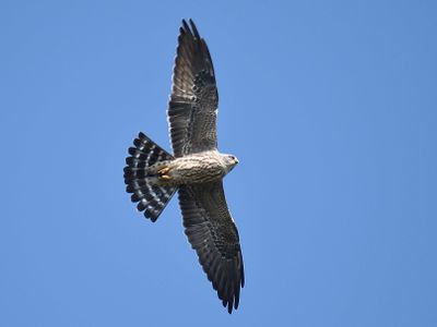 mississippi kite BRD6253.JPG
