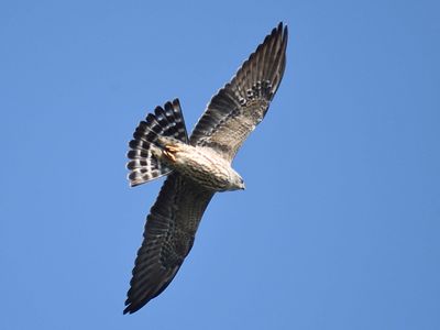 mississippi kite BRD6254.JPG