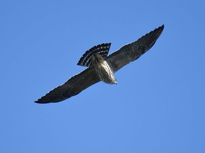 mississippi kite BRD6255.JPG