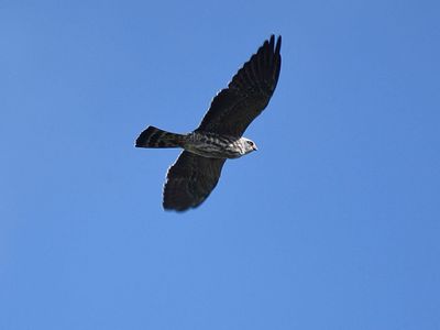 mississippi kite BRD6257.JPG