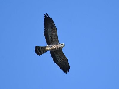 mississippi kite BRD6263.JPG