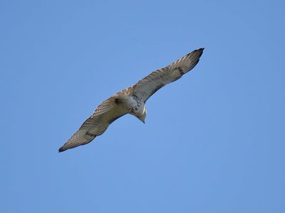 red-tailed hawk BRD6328.JPG