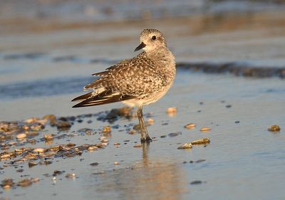 black-bellied plover BRD6349_01.JPG