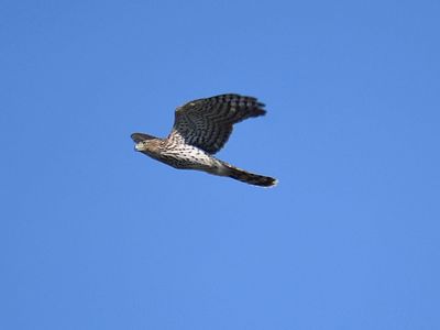 cooper's hawk BRD6393.JPG