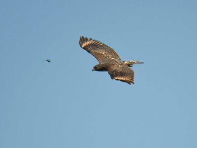 red-shouldered hawk BRD6416.JPG
