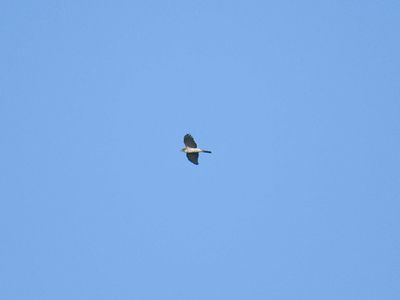 sharp-shinned hawk BRD6361.JPG