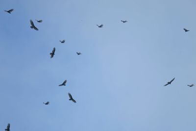 turkey vulture BRD6640.JPG