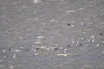 white ibis BRD6787.JPG