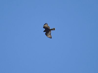 broad-winged hawk dark BRD7206.JPG