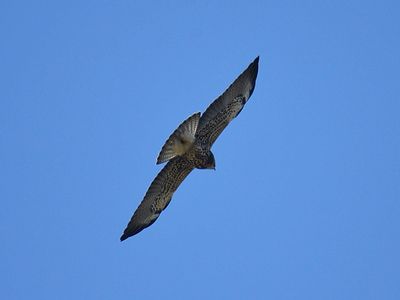 swainson's hawk BRD7044.JPG