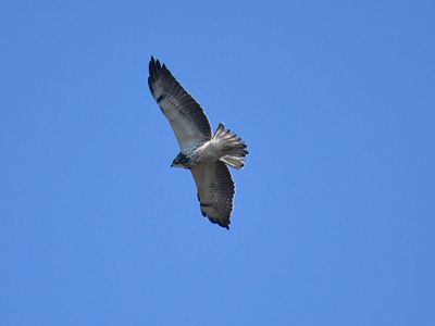 swainson's hawk BRD7062.JPG