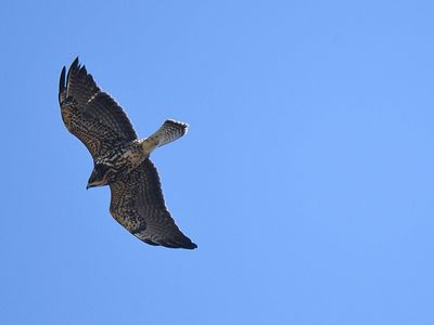 swainson's hawk BRD7158.JPG
