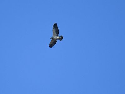 swainson's hawk BRD7243.JPG