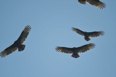 turkey vulture BRD7038.JPG