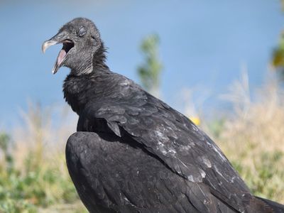 black vulture BRD7255.JPG