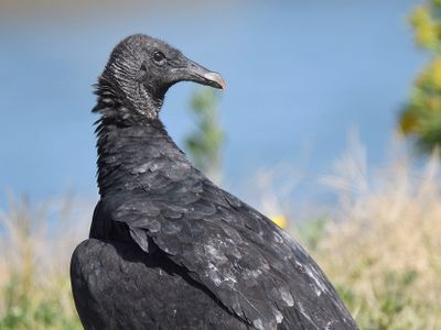 black vulture BRD7256.JPG