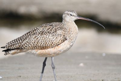 long-billed curlew BRD7263.JPG