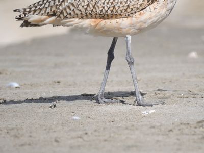 long-billed curlew BRD7266.JPG