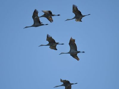 sandhill crane BRD7312.JPG