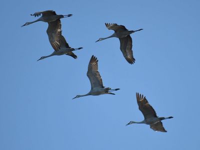 sandhill crane BRD7313.JPG