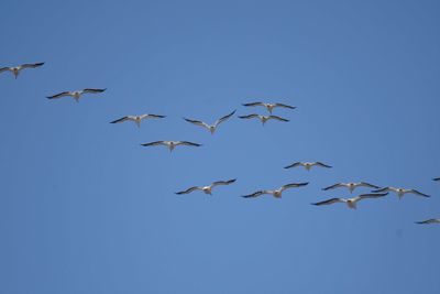 white pelican BRD7391.JPG