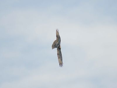 red-tailed hawk BRD7343.JPG