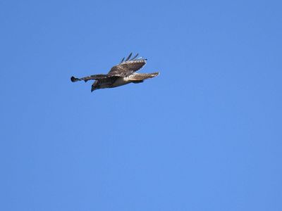red-tailed hawk BRD7543.JPG