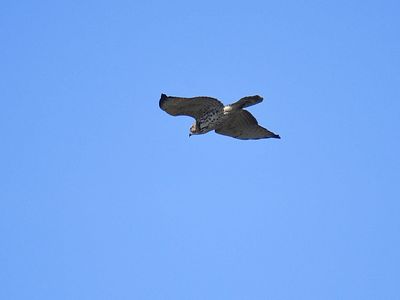 broad-winged hawk BRD7560.JPG