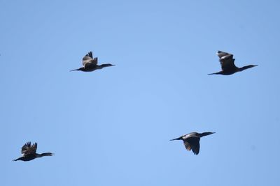 double-crested cormorant BRD7601.JPG