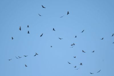 turkey vulture BRD7608.JPG