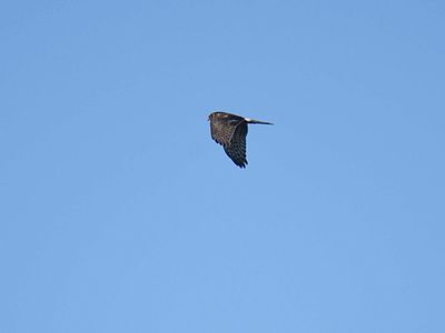 northern harrier BRD7682.JPG