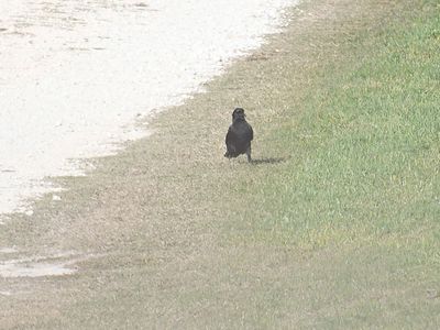 american crow BRD7707.JPG