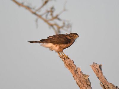 cooper's hawk BRD7693.JPG