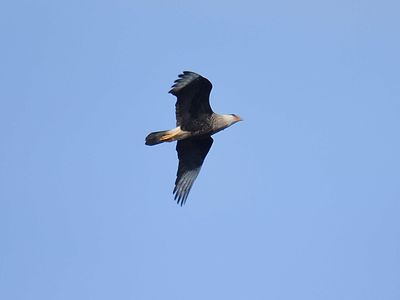 crested caracara BRD7764.JPG