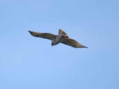 red-tailed hawk BRD7774.JPG
