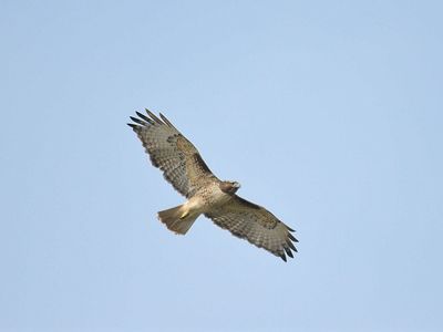 red-tailed hawk BRD7843.JPG