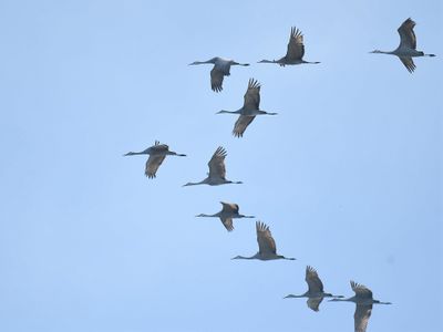 sandhill crane BRD7786.JPG