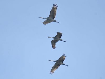 sandhill crane BRD7791.JPG