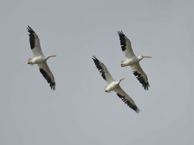 white pelican BRD7896.JPG