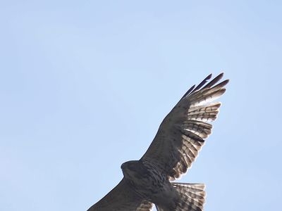 broad-winged hawk BRD7936.JPG